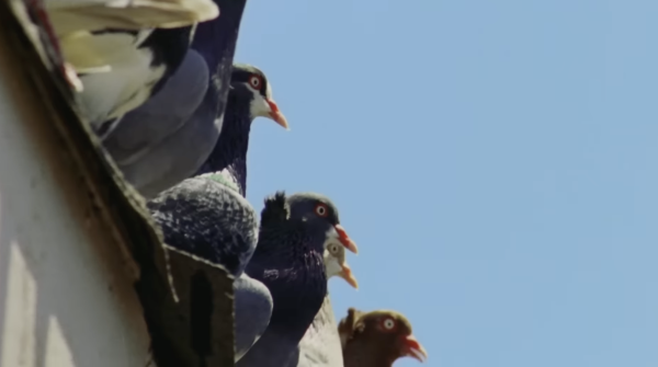 A Pocket Guide to Pigeon Watching